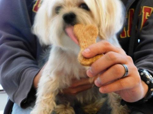 applesauce dog treats with cheese