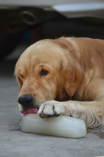 keep dogs hydrated