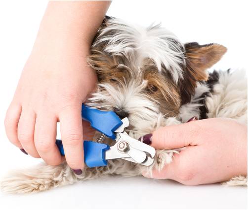 Pawdicure nail outlet trimmer