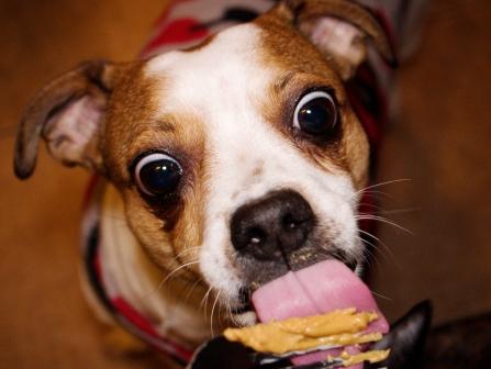 dog treat recipe