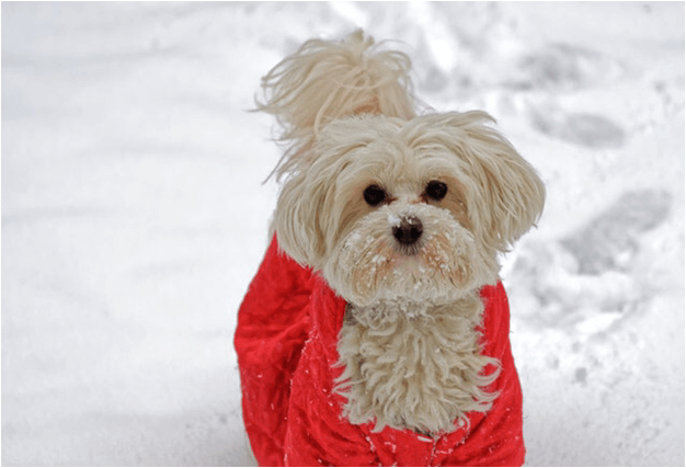 dog care during winter
