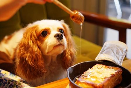 dog treat recipe