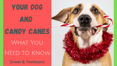 are peppermint candy canes bad for dogs