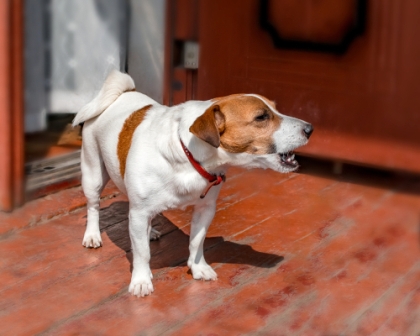 doorbell training my dog