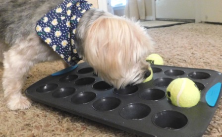 mentally stimulate your dog play the muffin tin game