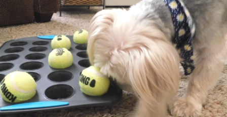 muffin tin game to mentally stimulate your dog
