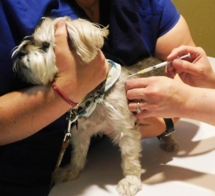 prevention heartworm dog bella shot overlook don morkie getting little her other