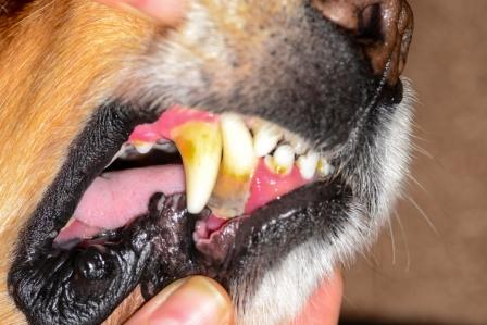 brushing dog's teeth regularly