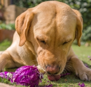 dog eating cabbage