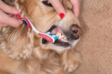 brushing your dog's teeth regularly
