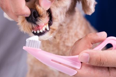 brushing your dog's teeth regularly