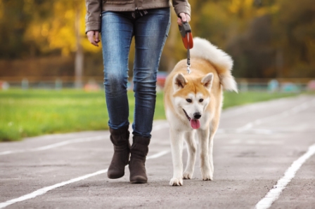 walking your dog
