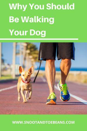 walking your dog