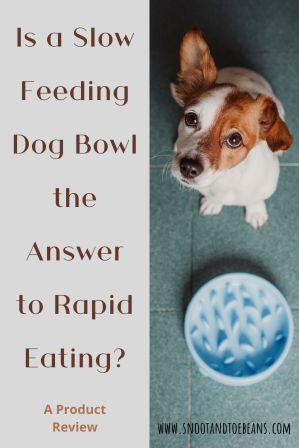 slow feeding dog bowl