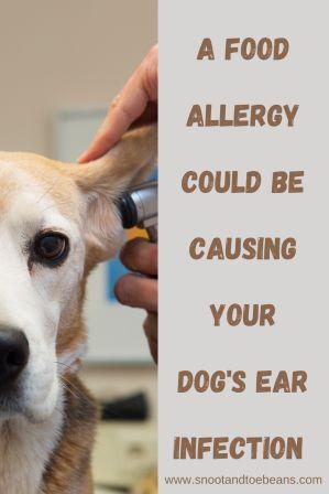 food allergies in dogs