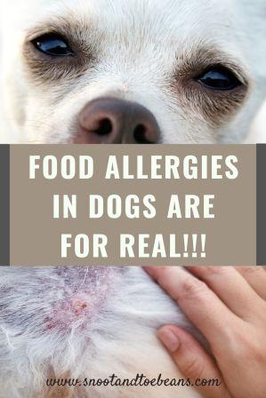 food allergies in dogs