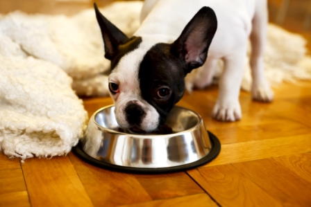 slow eating dog bowl dog eats too fast
