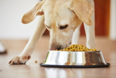 slow feeding dog bowl dog eats too fast