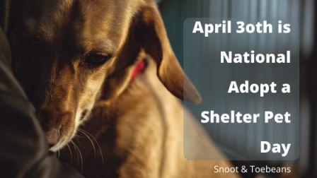 adopt a shelter pet