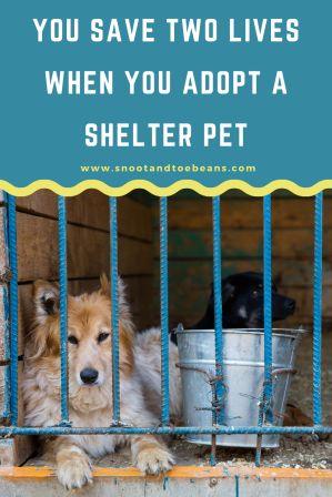 https://snootandtoebeans.com/wp-content/uploads/2020/04/adopt-a-shelter-pet-pin-4.jpg