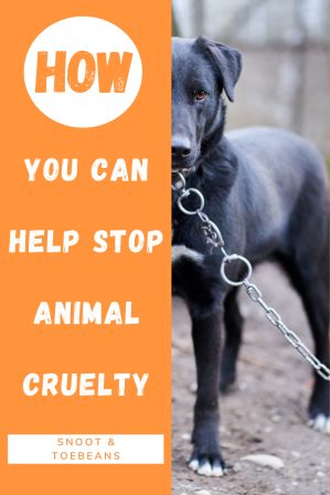 cruelty to animals