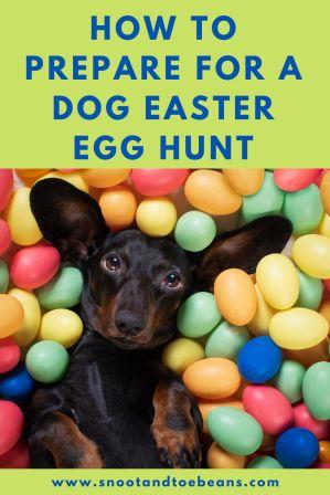 dog easter egg hunt