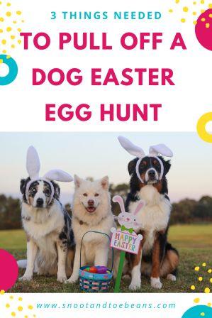 dog easter egg hunt