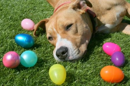 easter hazards for pets