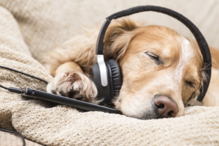 dogs and music 