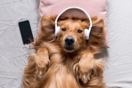 dogs and music