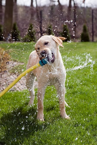 Keep dogs hydrated