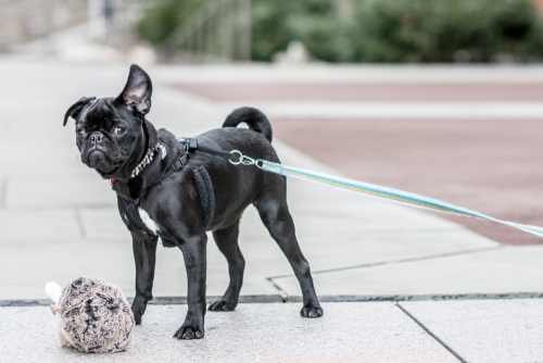 fireworks anxiety in dogs