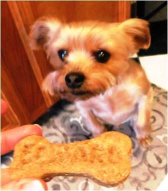 homemade peanut butter dog cookies