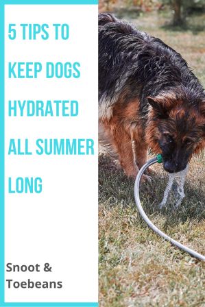 keep dogs hydrated