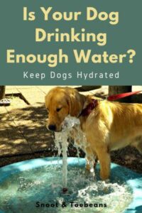 Keep Dogs Hydrated - 5 Tips to Beat The Heat - Snoot and Toebeans