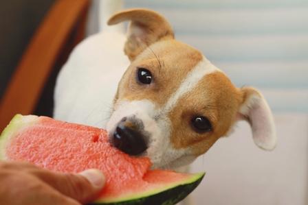 watermelon dog treats