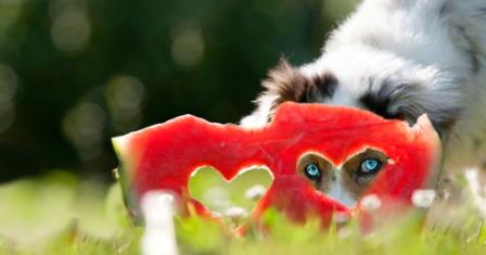 watermelon dog treats