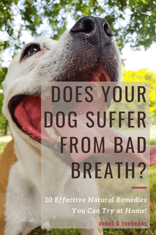 Bad Dog Breath Improve With Natural Remedies Snoot And Toebeans