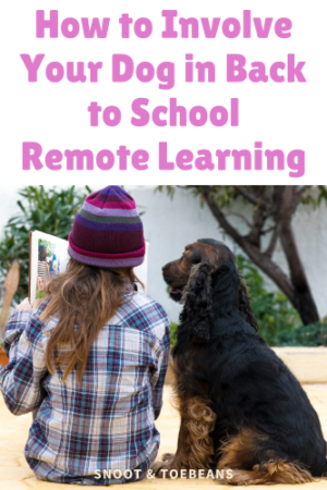 Back to School for Dogs - Adjusting and Helping - Snoot and Toebeans