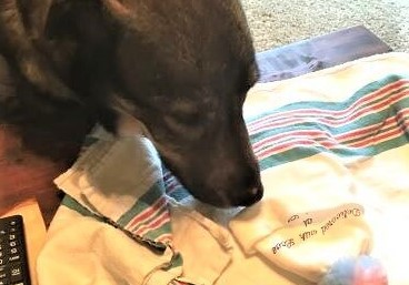 preparing a dog for a new baby