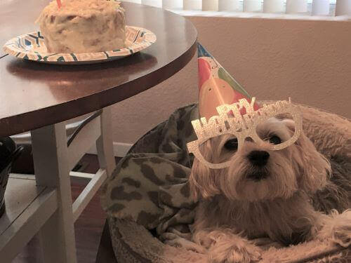 diy dog birthday cake