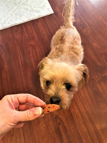 healthy baked carrot chips for dogs