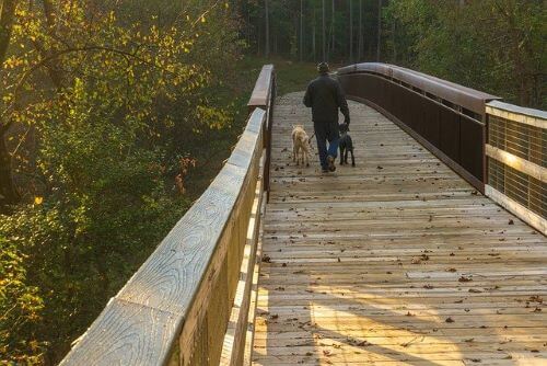 hiking with your dog