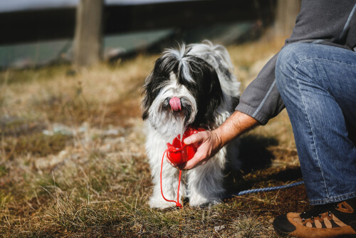 hiking with your dog