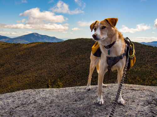 hiking with your dog