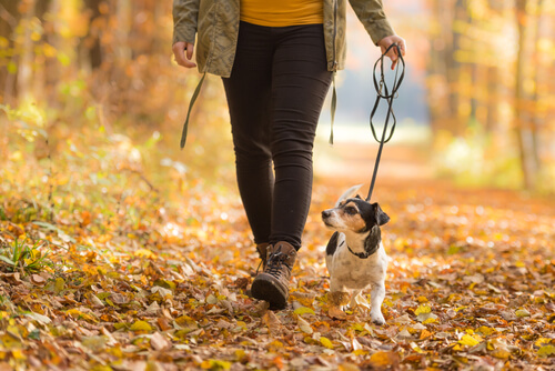 hiking with your dog