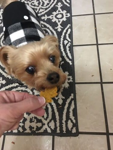 pumpkin almond butter dog treats