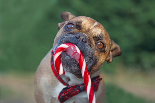 dogs and candy canes