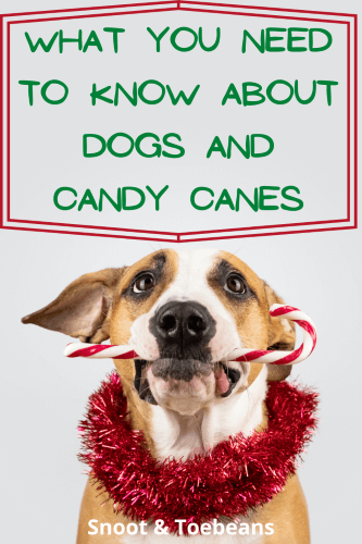 are candy canes harmful to dogs
