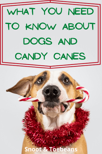 are candy canes bad for dogs